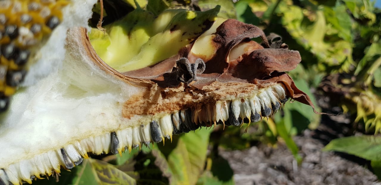 Cosecha Girasol 2020/21 con Phomopsis en capítulo - Viento Sur