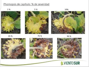 Guía para identificar y monitorear Phomopsis (Diaporthe helianthi) en Girasol