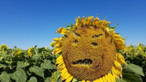 #3 Agronomía Inteligente- Actualidad de Cultivos en el Sudeste de Buenos Aires 30-01-26